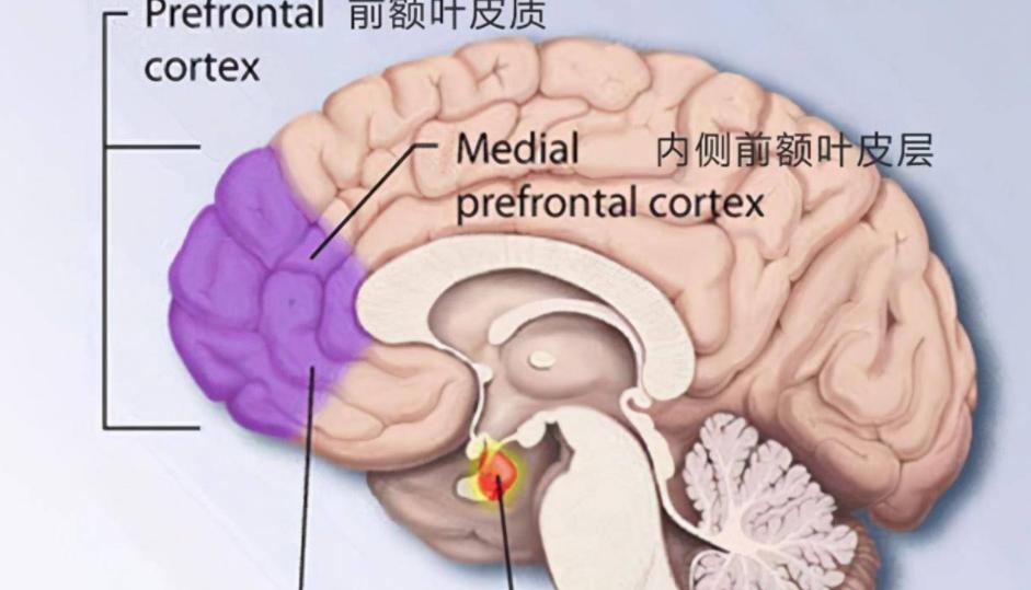 吃药造成的记忆力下降有得治吗,增强记忆力防止老年痴呆药