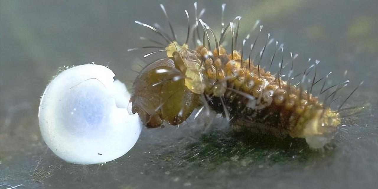 极其罕见！江西首现活体“牢底坐穿蝶”雌蝶，1只为何价值百万？