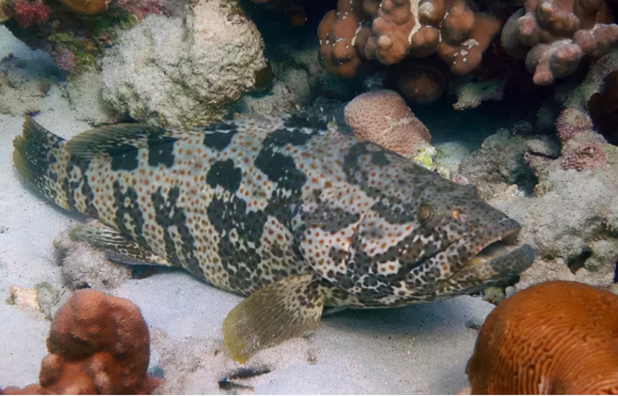 石斑鱼：家族庞大却爱独居的餐桌翘楚还有一个不为人知的小秘密