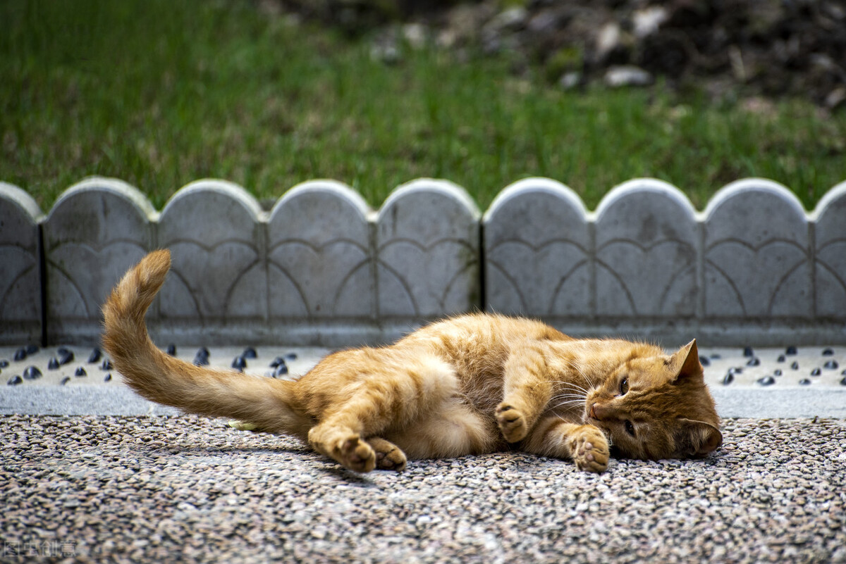 领养代替购买，对养猫的新手来说真的好吗？