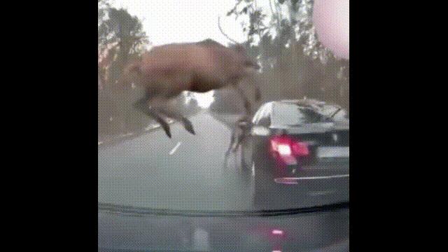 超级血液代表着什么,超级血液是啥