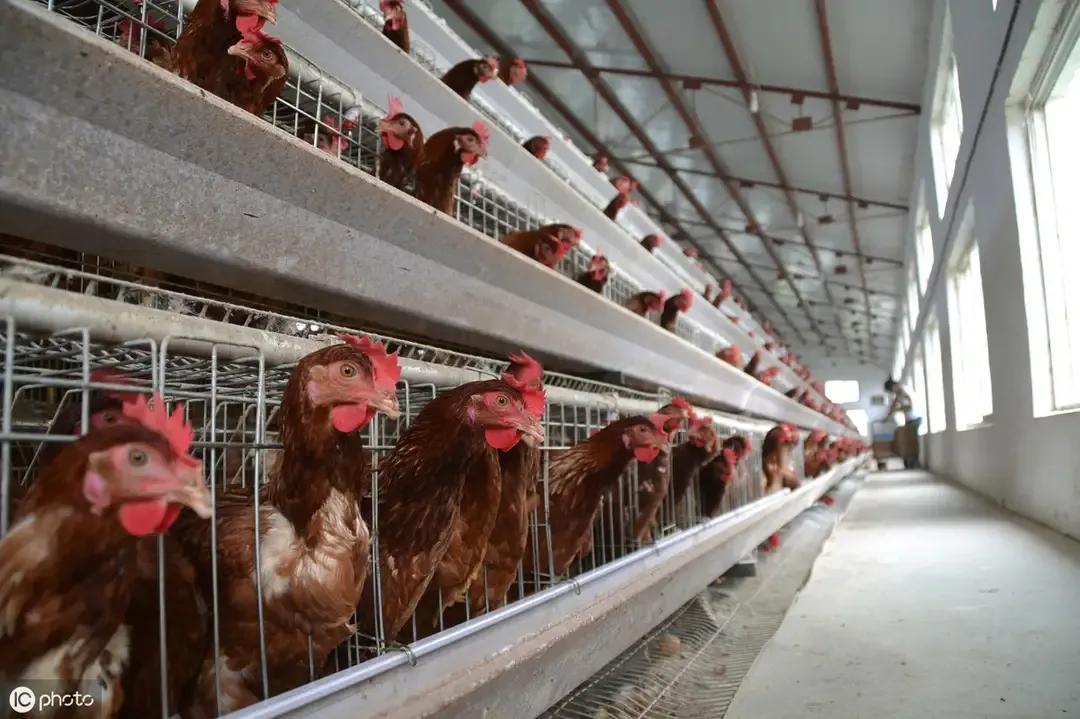 年底淘鸡价格预测,淘鸡价格下滑