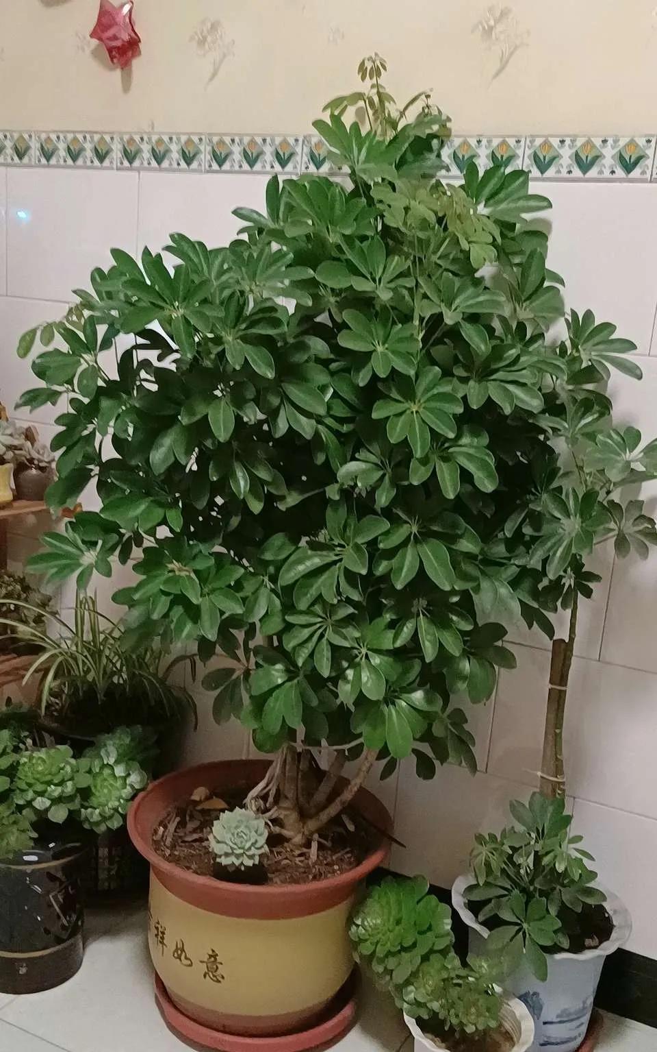 24小时吸甲醛释放氧气的花,刚装修好的房养啥花好能吸甲醛