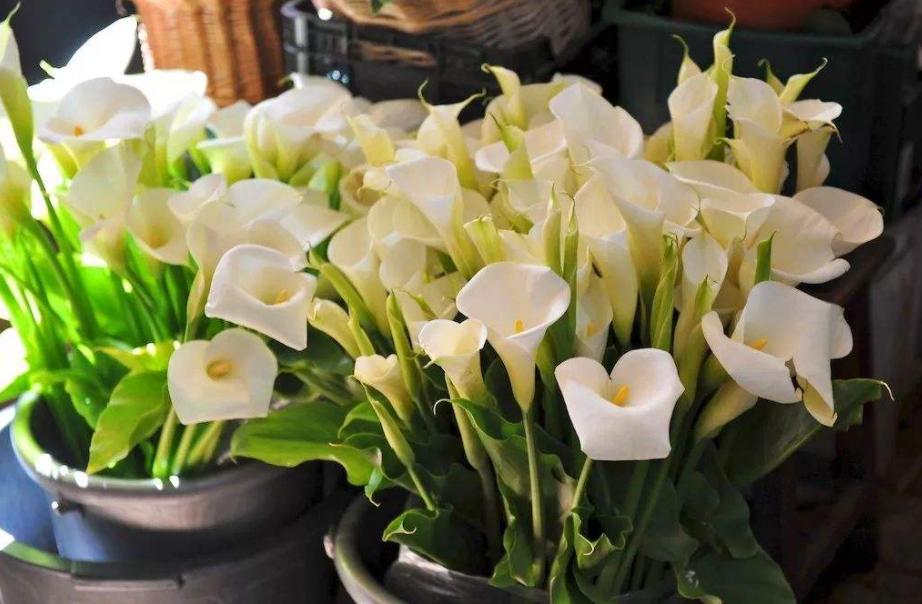 马蹄莲怎么养才能开花呢视频,水培马蹄莲花朵发黄焦边干枯