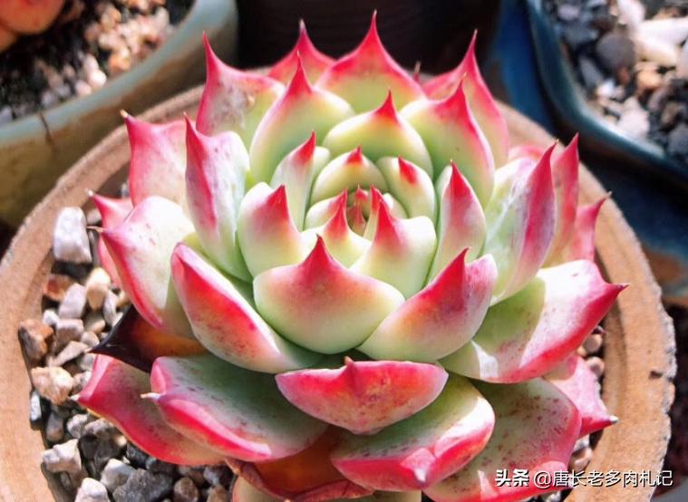 多肉苯巴蒂斯和吉娃娃哪个更好看,静夜多肉和苯巴蒂斯多肉的区别