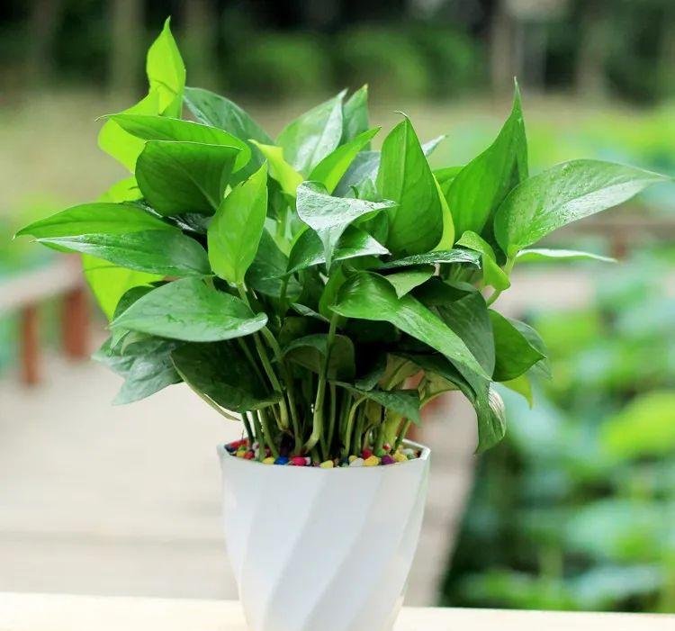 家里养什么花净化空气除甲醛,室内养哪些花吸甲醛效果好