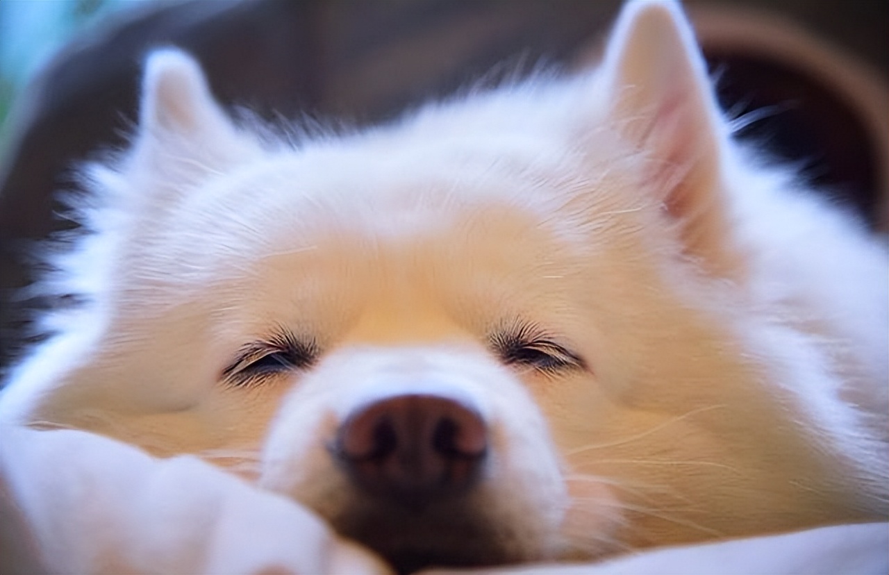 狗狗泌尿感染用什么药,狗狗呼吸道感染怎么检查