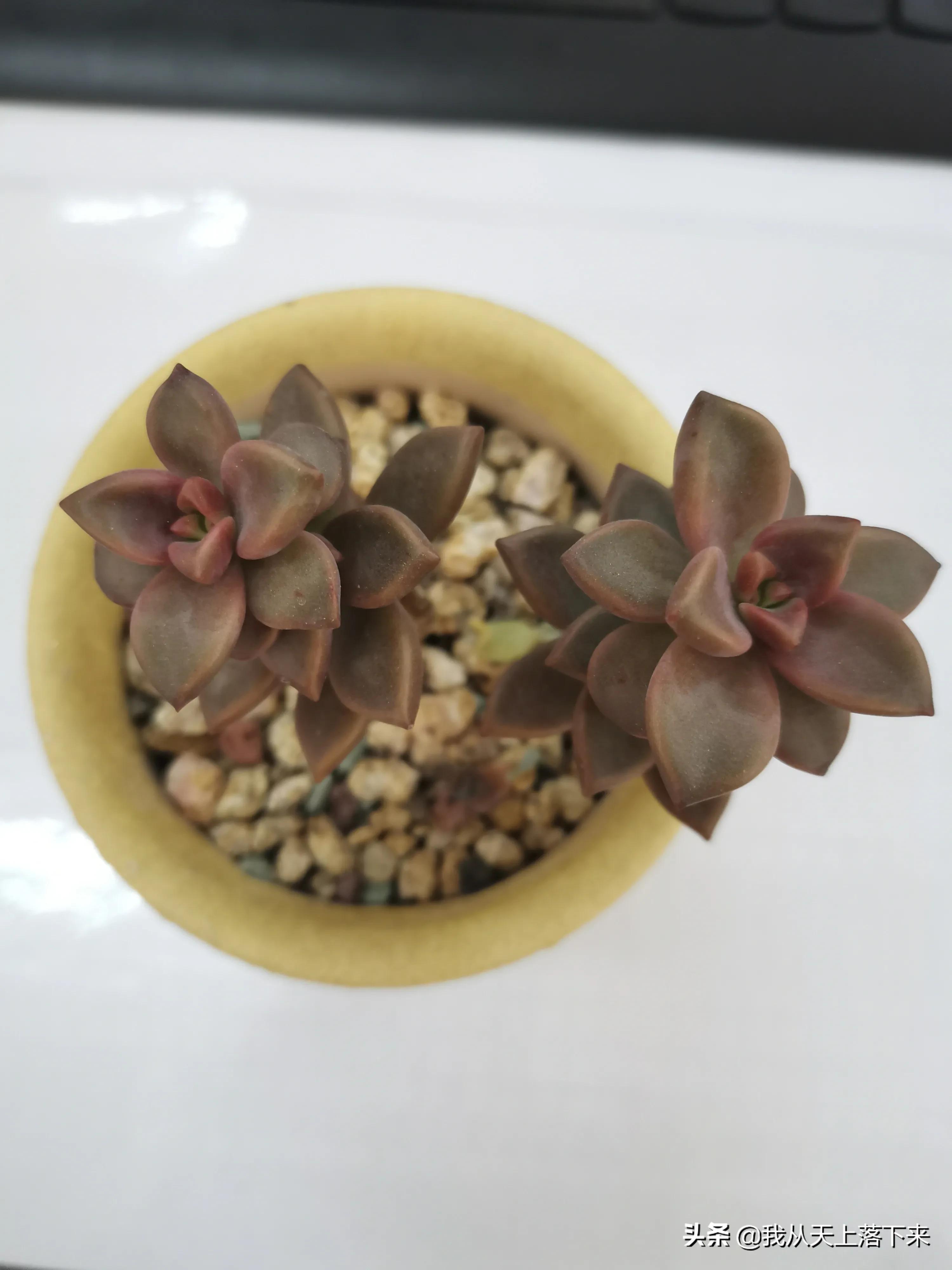 多肉品种及图片大全欣赏,多肉品种辨别图片大全欣赏