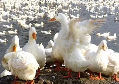 辽宁盘锦市大洼区高级中学,辽宁盘锦市大洼区新闻