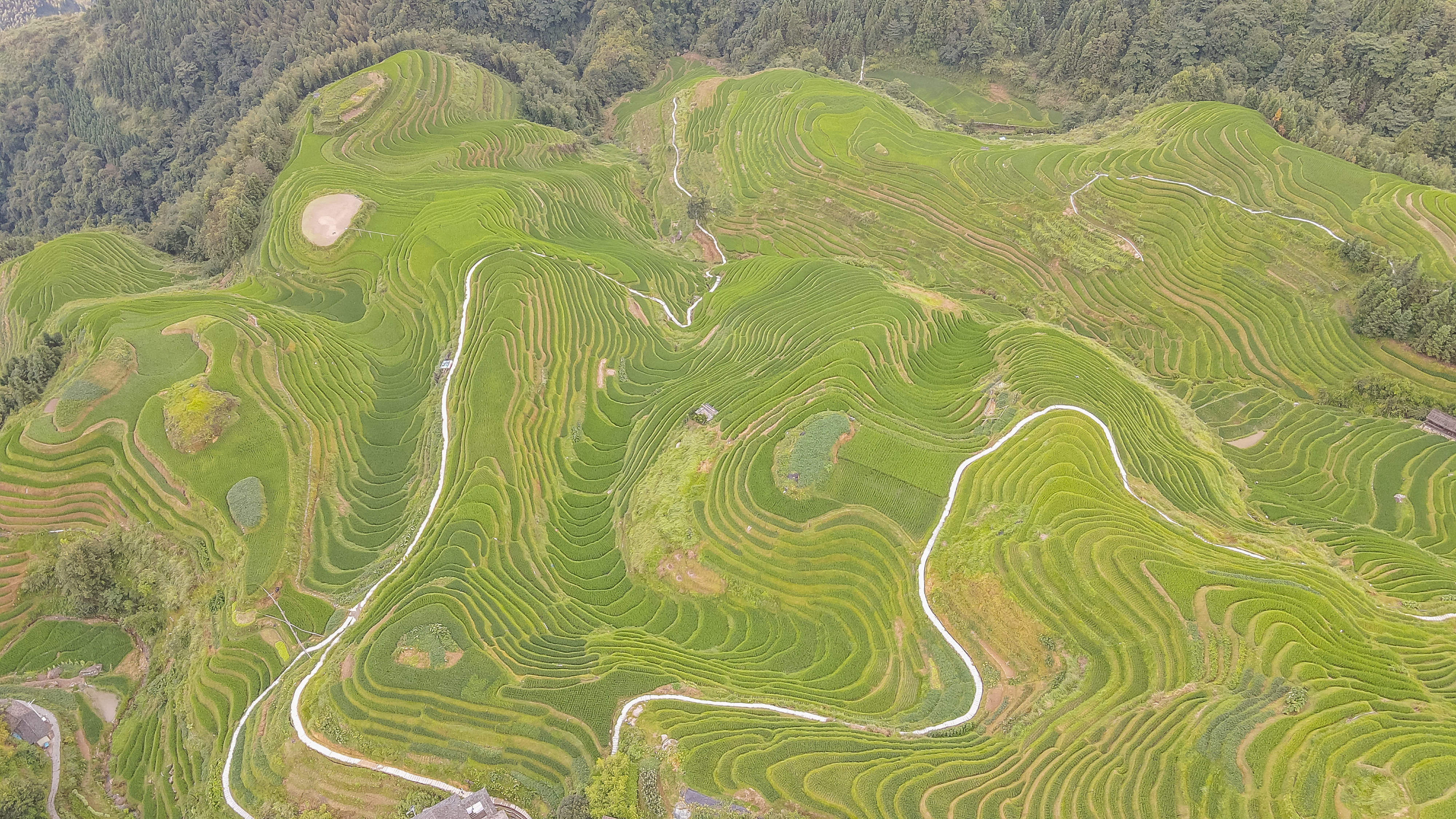 龙脊水稻梯田图片,龙脊水稻