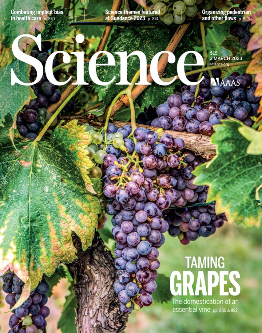 葡萄的起源和由来,葡萄起源与传播研究报告