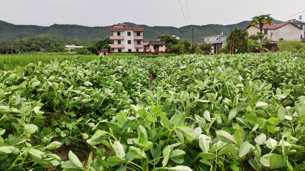 天上掉下来的真正的星星,天上的星星陨石鉴定