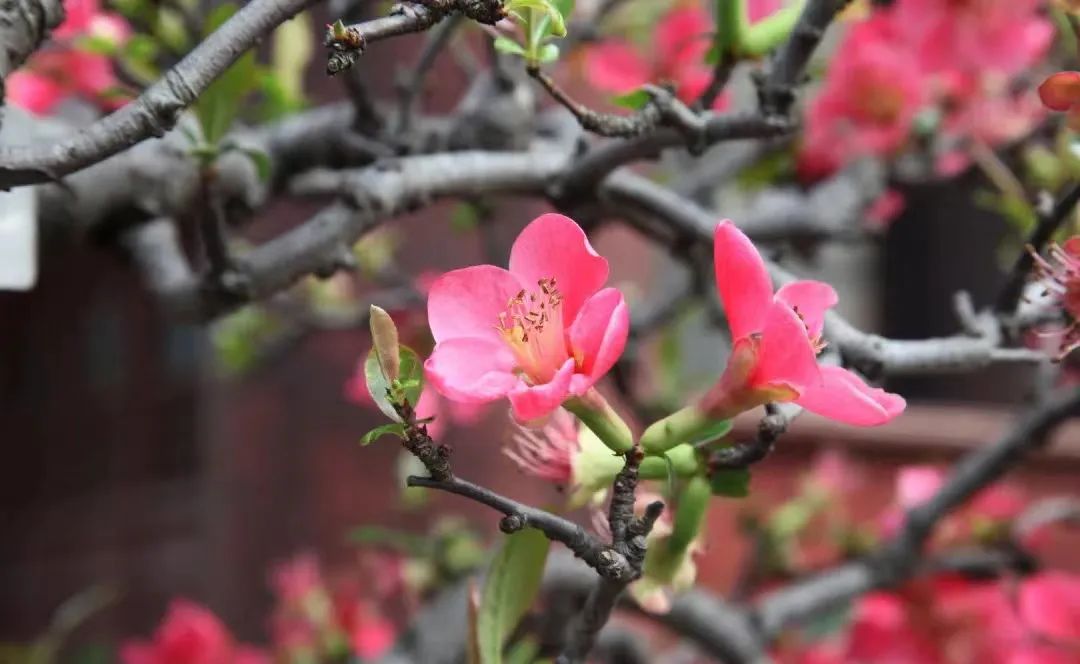 春日打卡|三月春风吹海棠,花开缤纷迷人眼