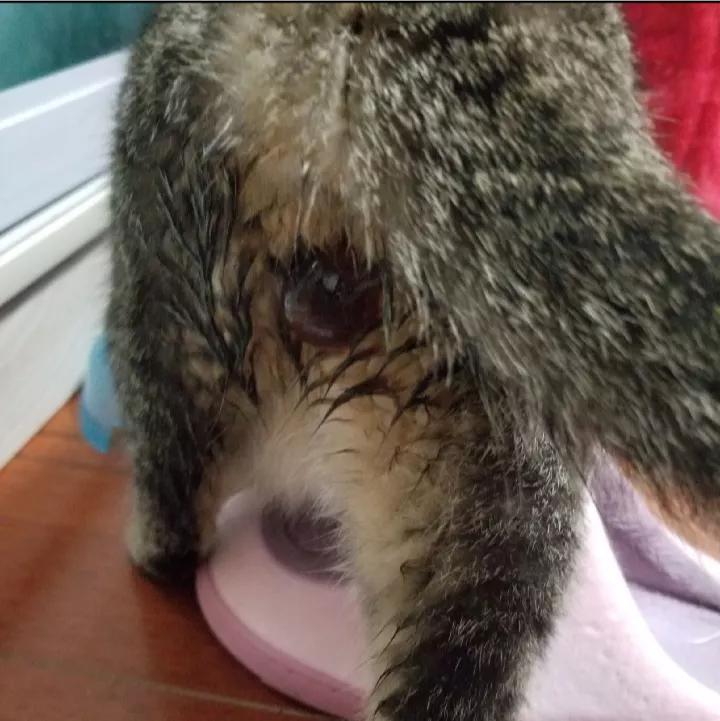 母猫老是不停的挠猫砂什么原因,母猫生产前的征兆