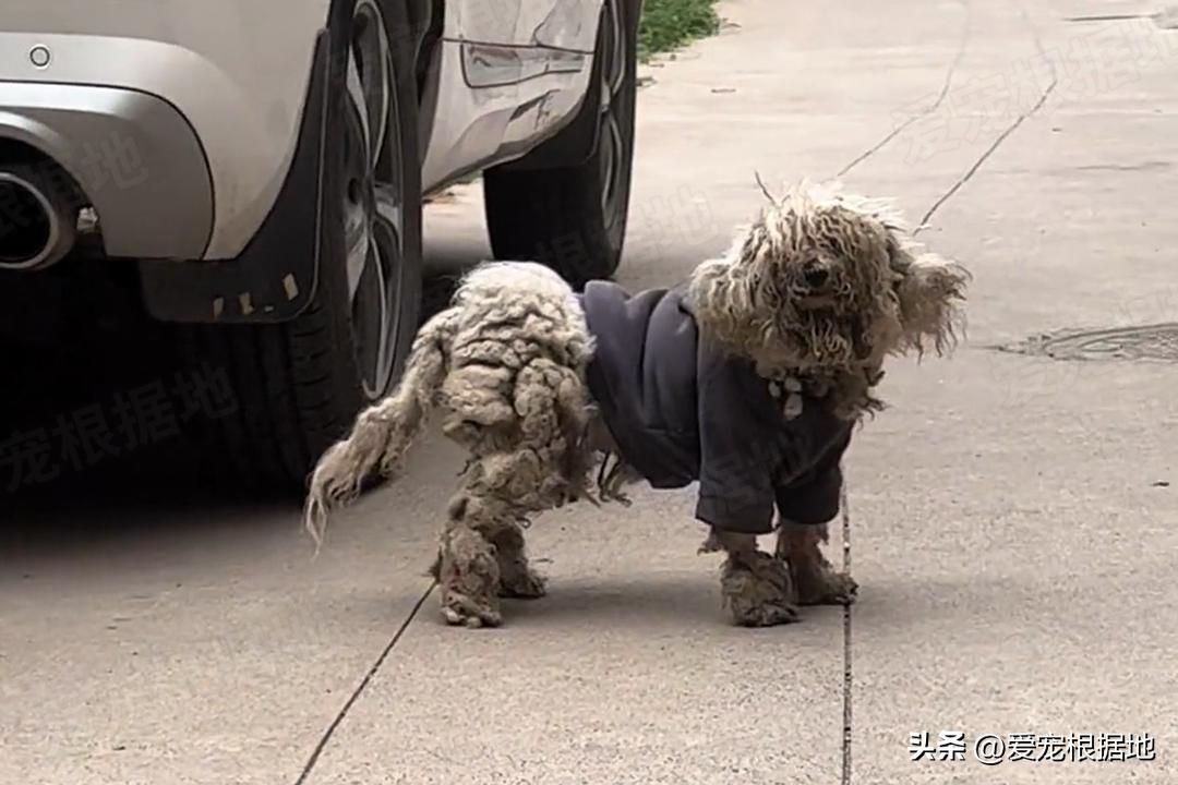 走失5个月的比熊身上还穿着棉袄,走失比熊回来了