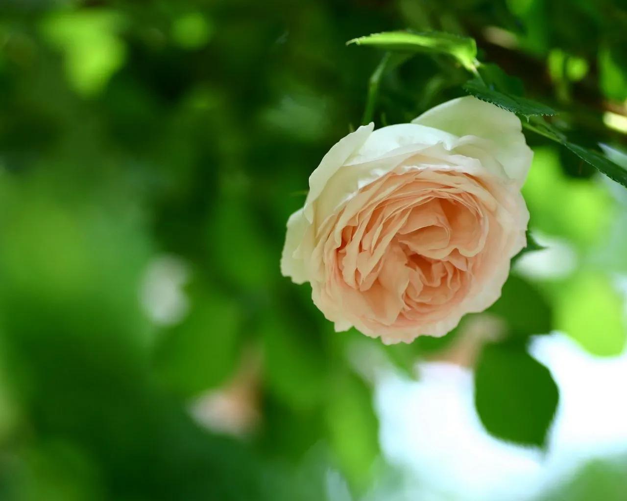 人心换人心落难见真情,岁月识人品日久识人心