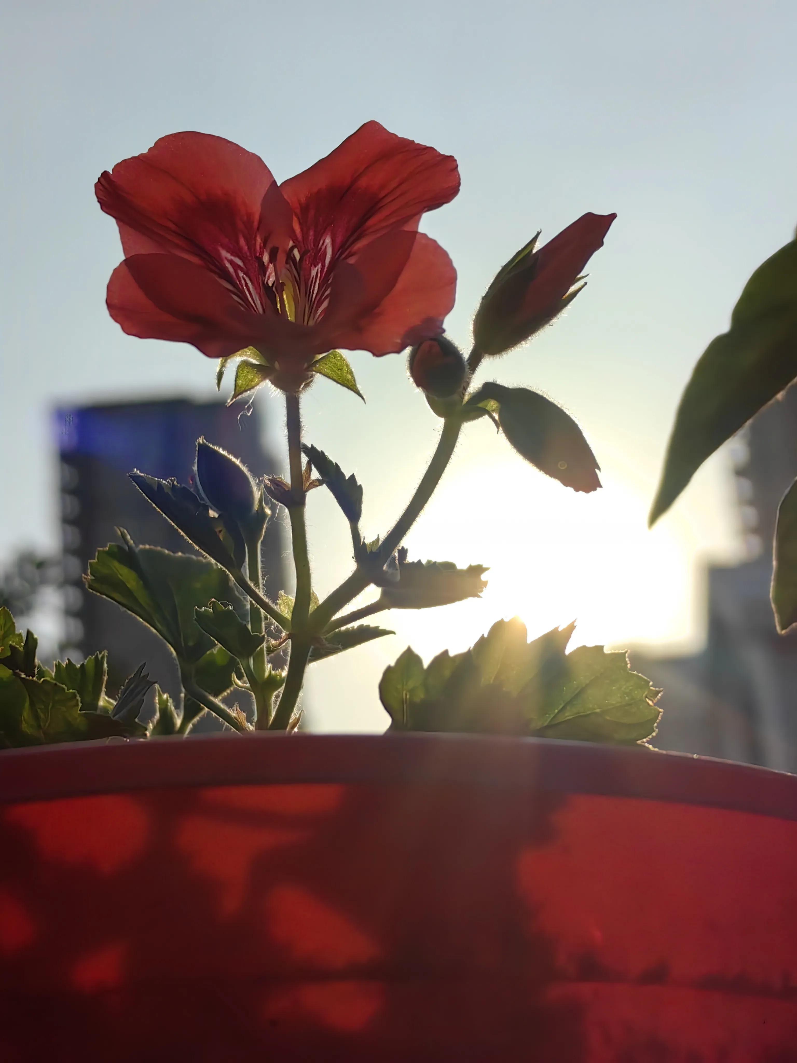 蝴蝶梅怎么扦插,蝴蝶梅花的养护方法