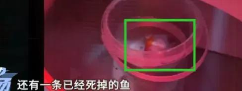 广州商场惊现娃娃机,广东惊现活体娃娃机