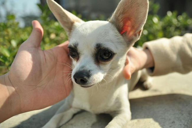 吉娃娃最近总是发抖怎么回事,吉娃娃经常发抖是什么原因