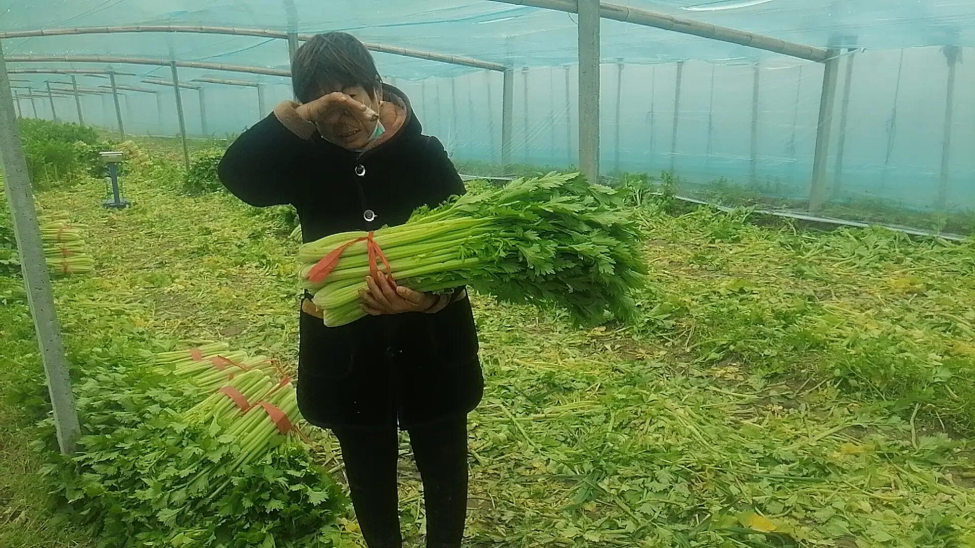 寿康永乐捐20万斤蔬菜,帮助卖菜老人传递爱心