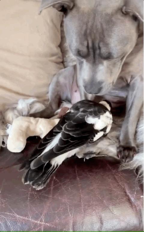 狗跟喜鹊待久了竟开始假孕分泌乳汁鸟：我把你当朋友你却想当我妈