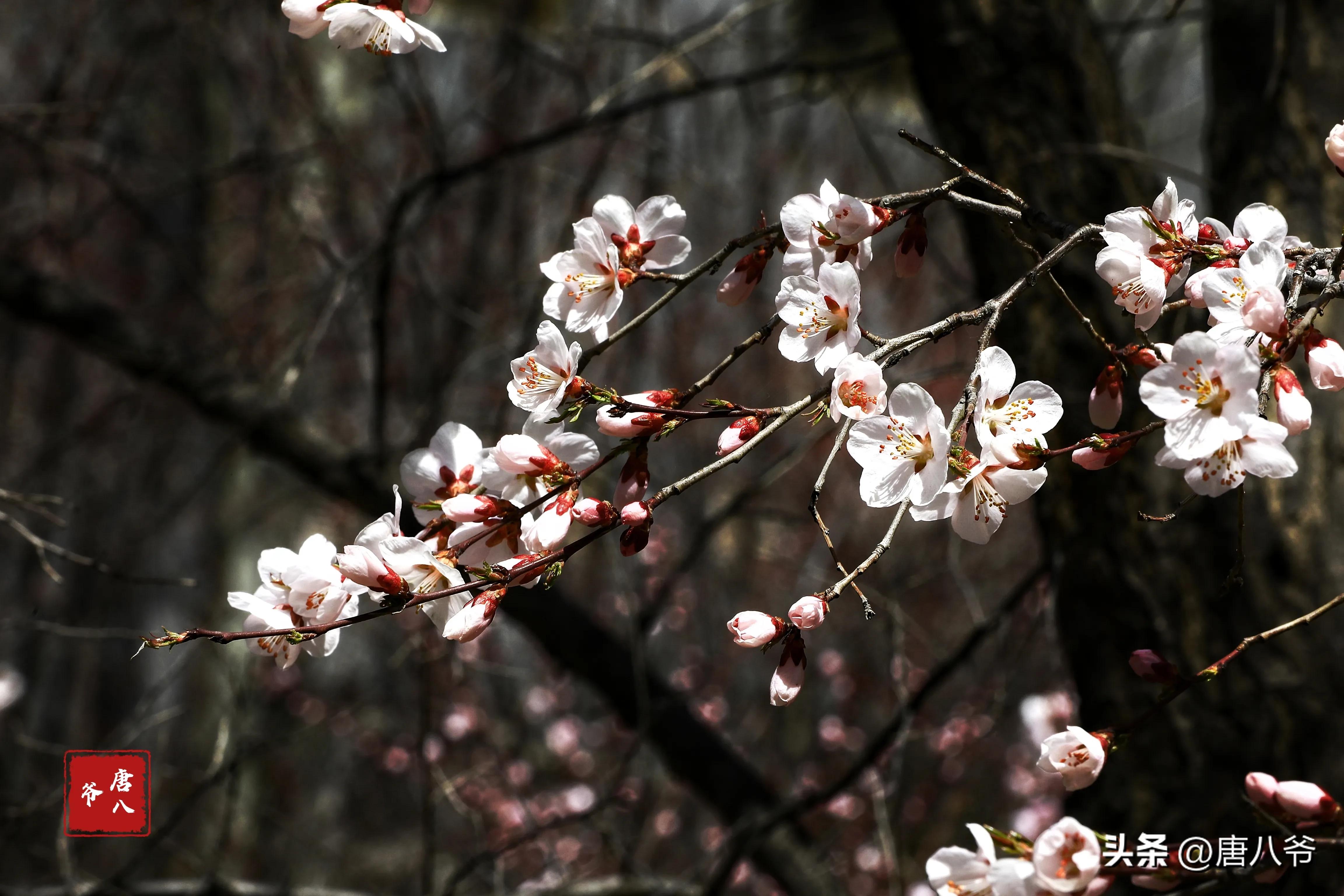 在春暖花开阳光明媚的日子里,在春暖花开的日子里歌曲