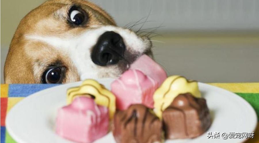 狗狗拉肚子怎么办是凉了吗,狗狗拉肚子精神差