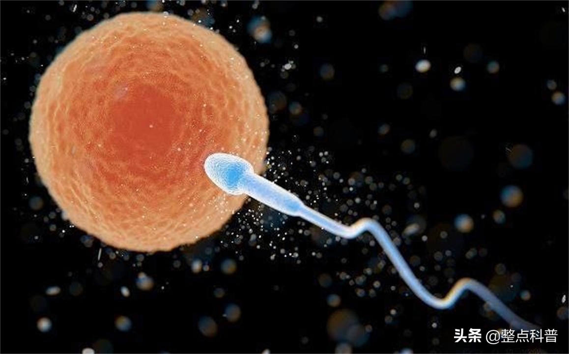 进入女性体内后，没成功“受精”的东西都去哪里了？既好笑又心疼