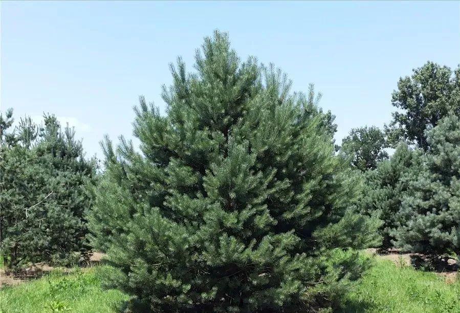 种植技术17问，园林人你知道这些么？