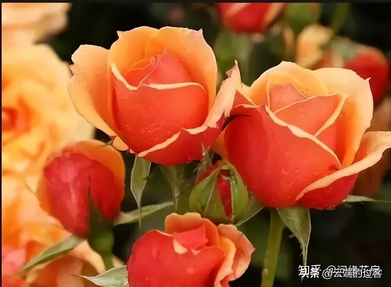 1到99朵玫瑰的含义图片,1到99朵玫瑰花语是什么