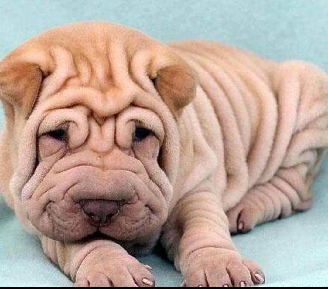 回族不吃猪肉，满族不吃狗肉，古代汉族也有不吃的肉