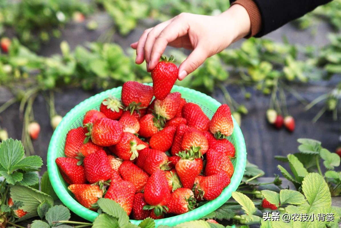 花生重茬烂根死苗怎样解决,怎样防治豆角重茬死苗及烂根