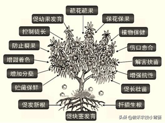 作物发生药害后的缓解方法,生长调节剂产生的药害