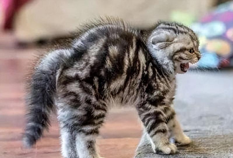 如何知道猫咪应激症状得到缓解,猫咪应激反应会出现哪些症状