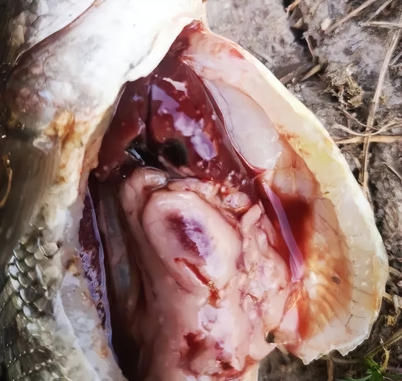 一扫而空！诺卡氏菌防控措施，你不可错过