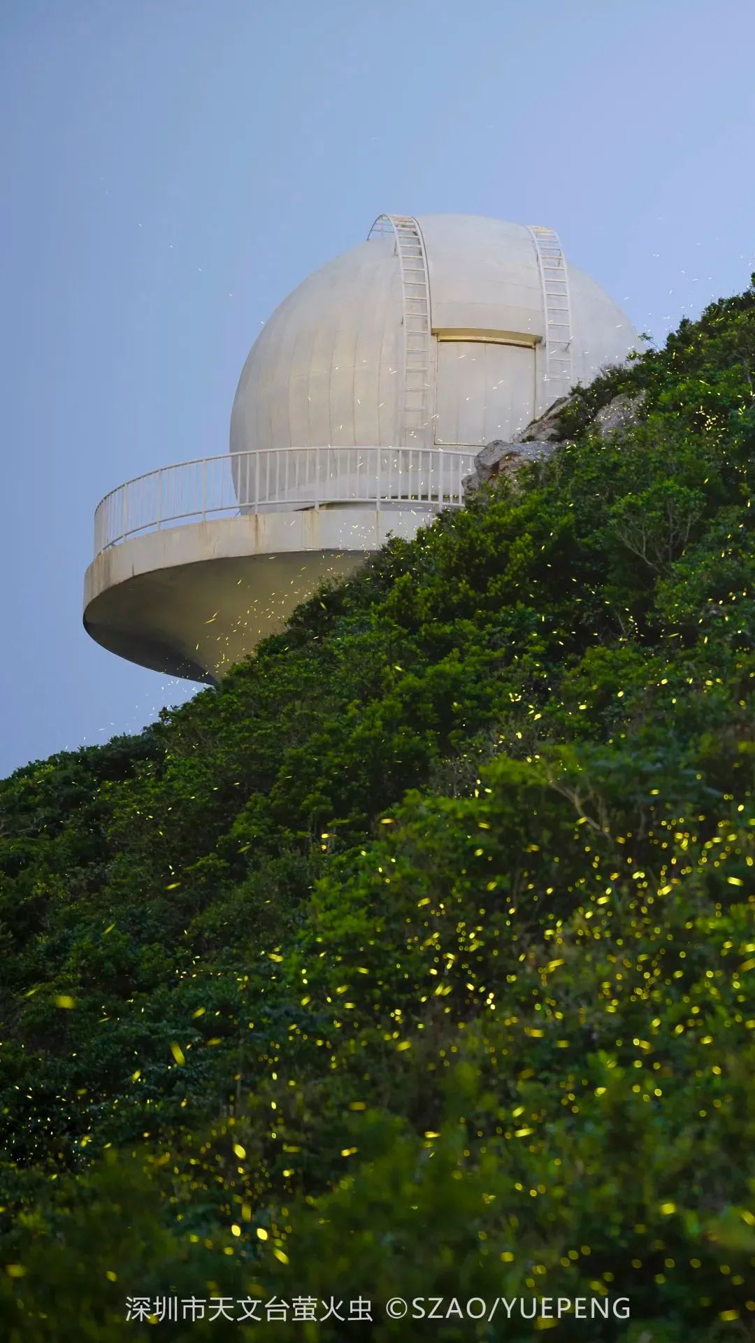成群萤火虫美如星河！深圳这个暗夜社区要火了