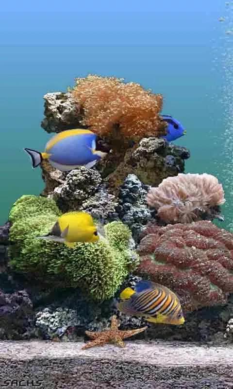 海底世界高清大图壁纸,手机动态海底世界鱼壁纸