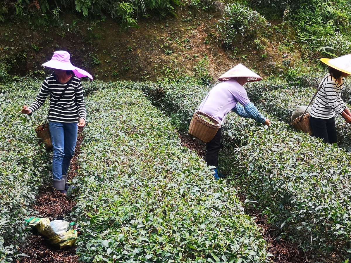 四有青年有理想,四有青年的感悟