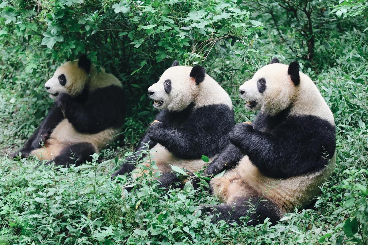 成都号称天府之国,成都十大打卡景点攻略