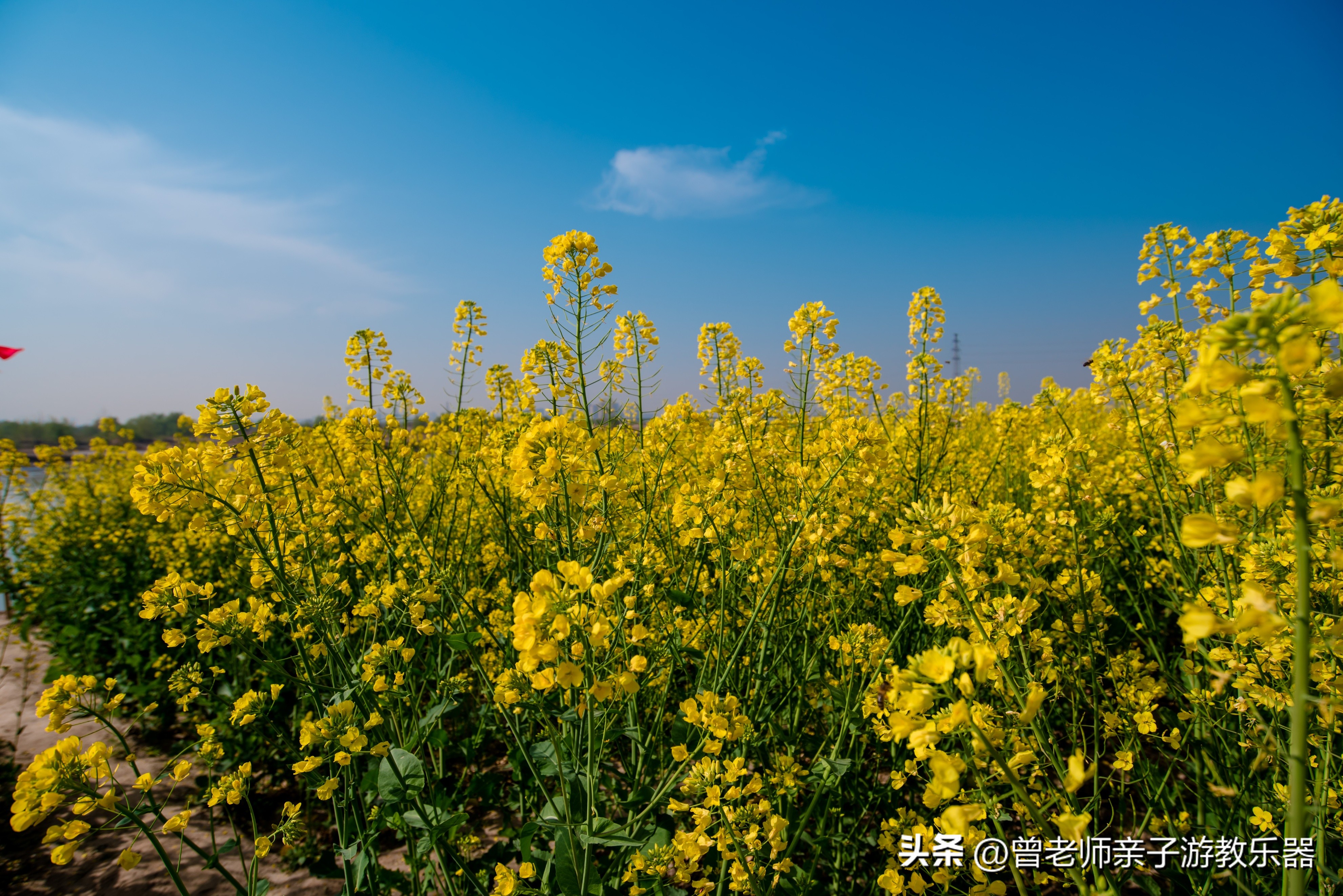 西安油菜花花海,西安看油菜花的地方都有哪些景点