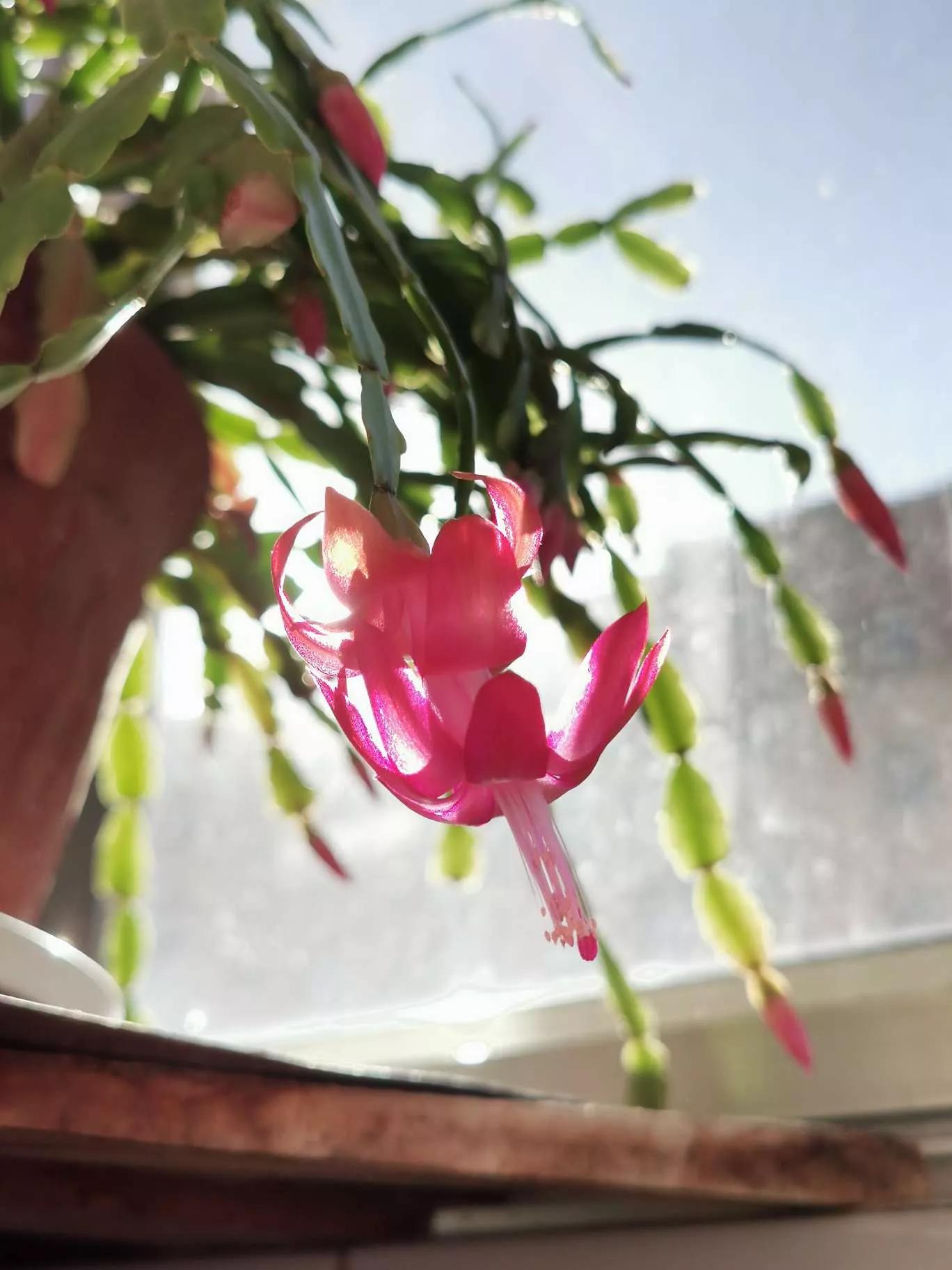 所有花的名称大全,认识各种花的寓意