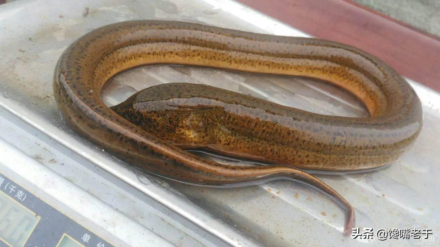 冬天最适合吃的五种鱼,盘点夏季必吃的十种鱼