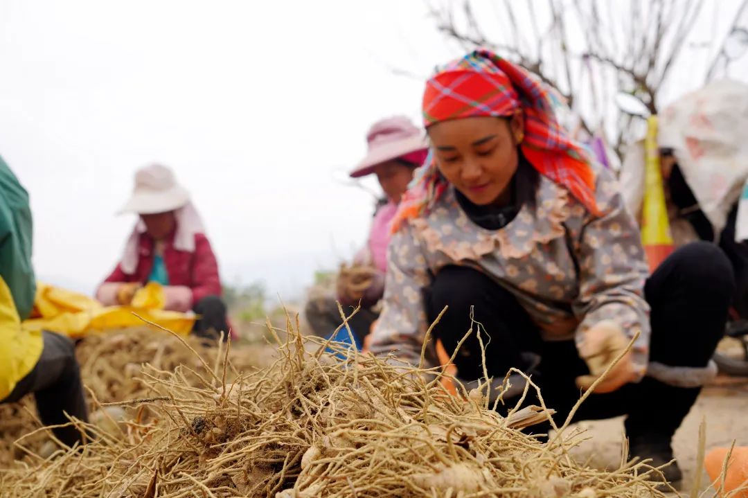 莪术种植一亩利润及生长周期,莪术种植基地