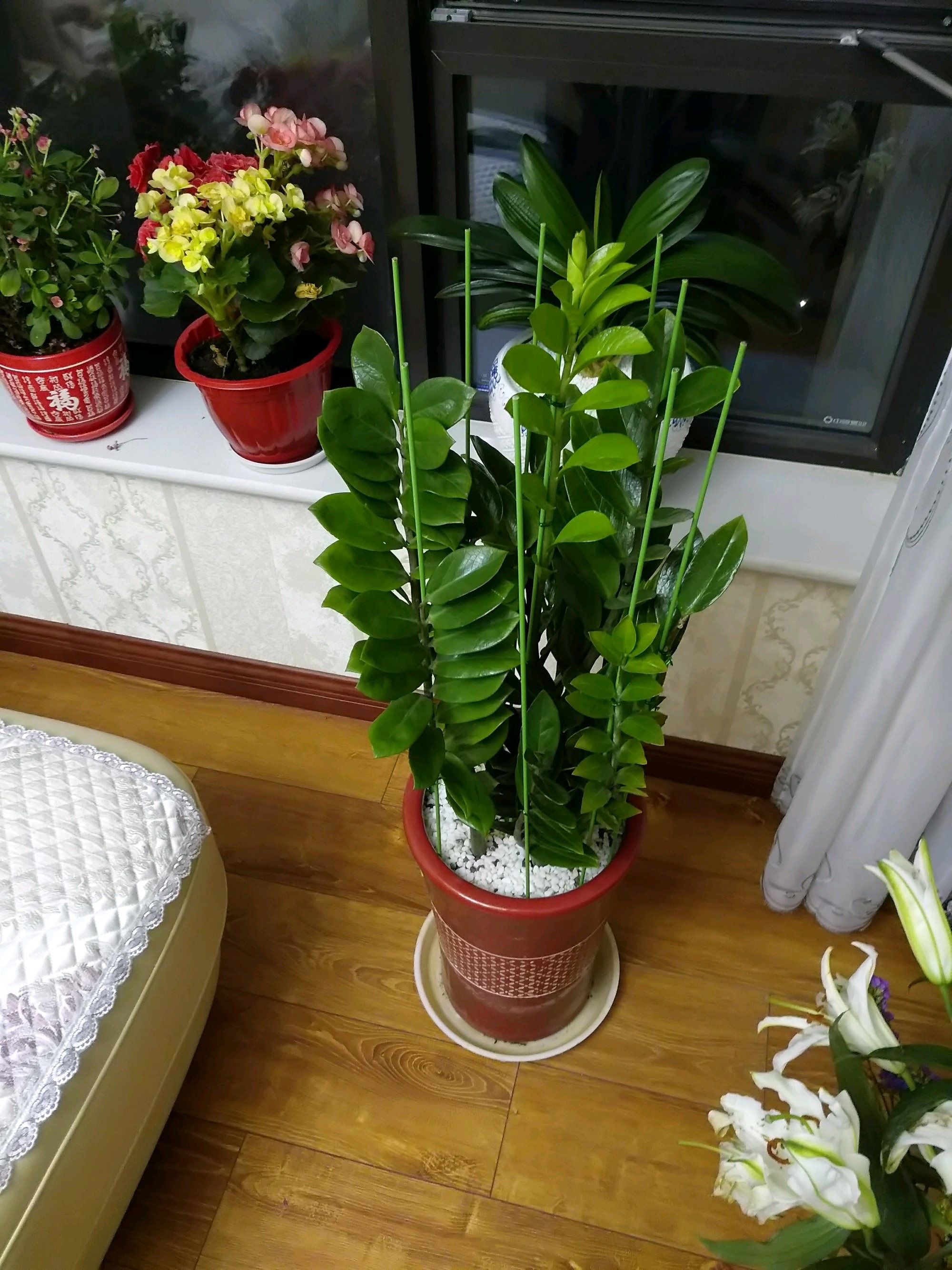 金钱树浇什么水能使叶子油绿旺盛,金钱树新枝长得油绿老枝叶片发黄