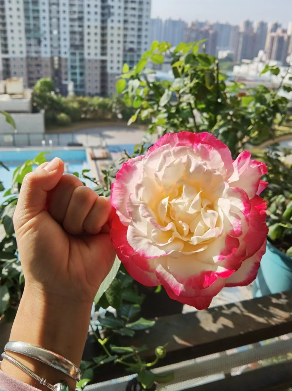 涨势强一年四季开花的月季,月季特大花苞