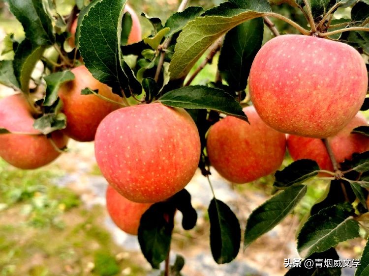 七律秋韵的诗词,七言诗秋吟二首