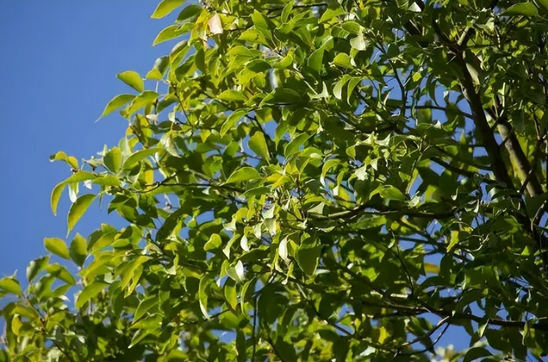 香樟树到底能不能砍伐,平凡却不简单的香樟树