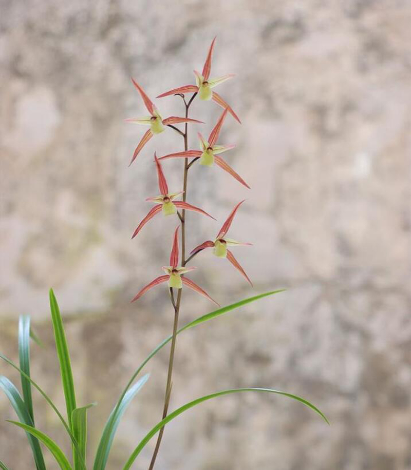 寒兰生长环境图片,寒兰习性