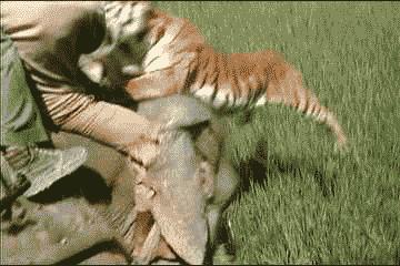 野外遇到老虎为啥不能爬树或下水,野外遇到老虎的正确求生方式