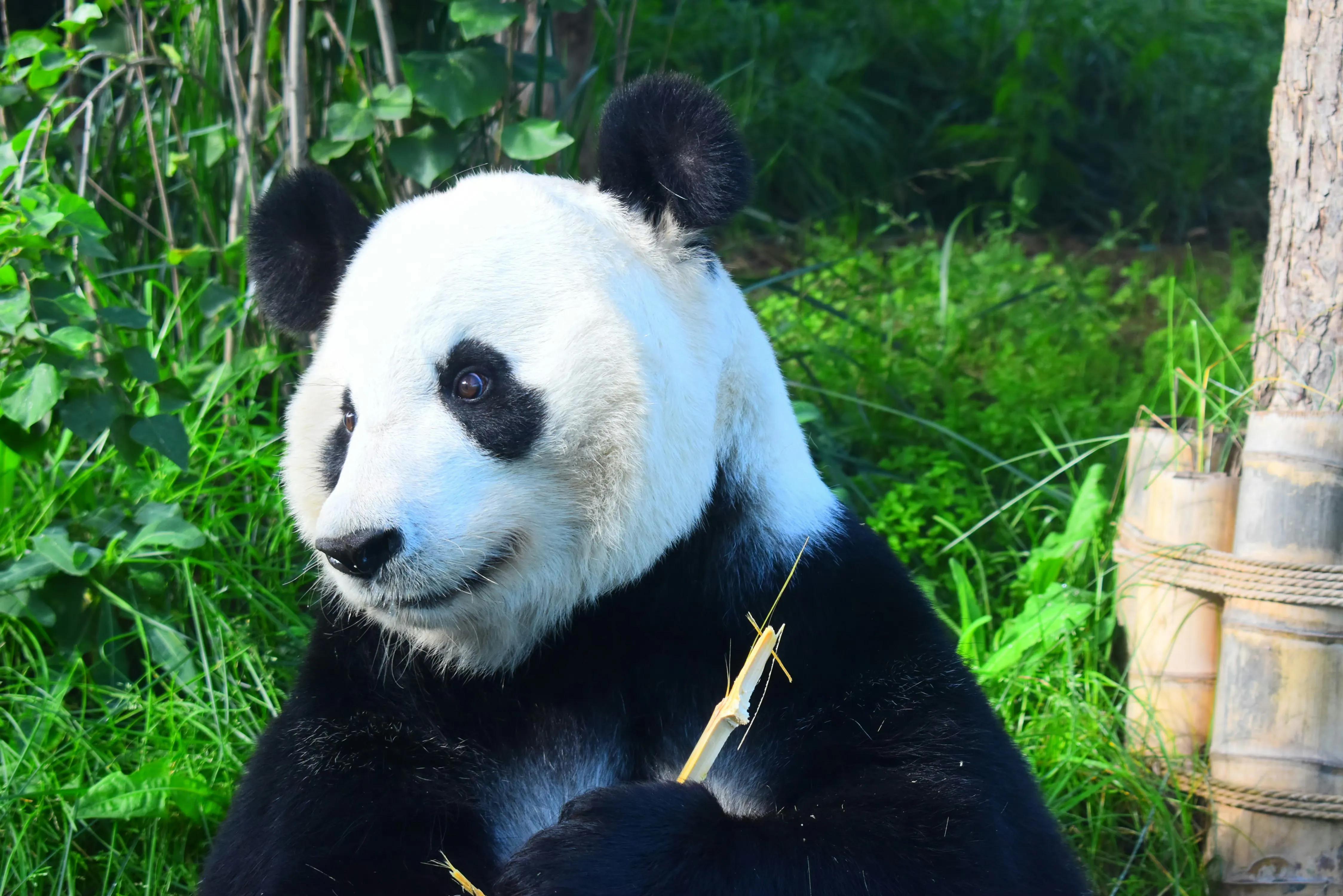 熊猫天团官宣成员,熊猫天团最新照片